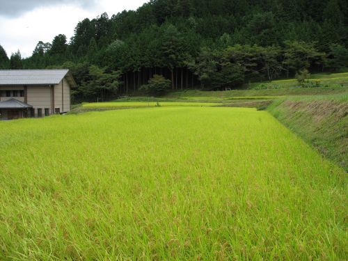 Japan Reisfeld